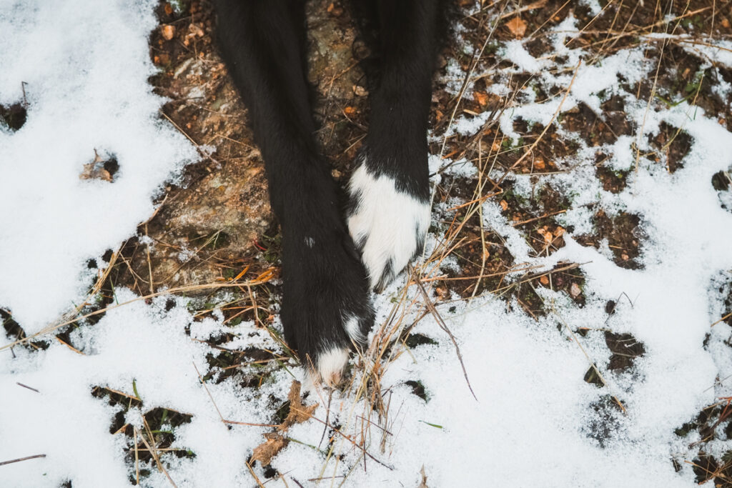cuidado patas perro nieve